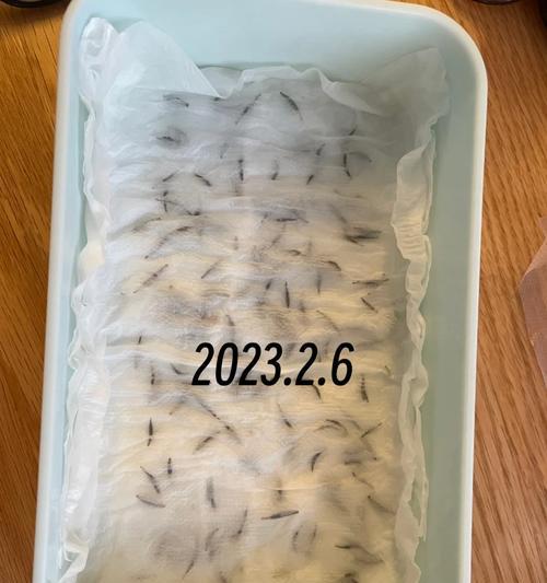 波斯菊种子的特征是什么？