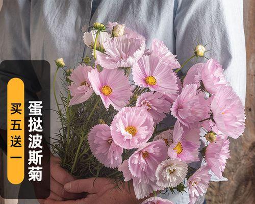 波斯菊种子的特征是什么？