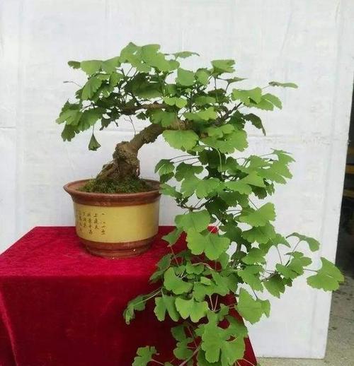 银杏树盆景适合室内养护吗？有哪些注意事项？