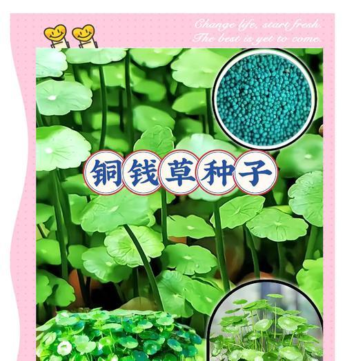 铜钱草的药用价值有哪些？如何利用铜钱草的药用特性？