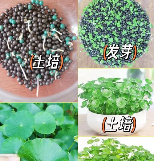 铜钱草的药用价值有哪些？如何利用铜钱草的药用特性？