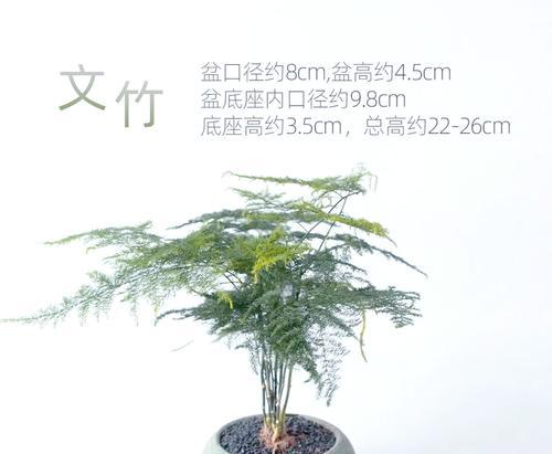 刚买的文竹应该如何处理？如何进行文竹的初期养护？