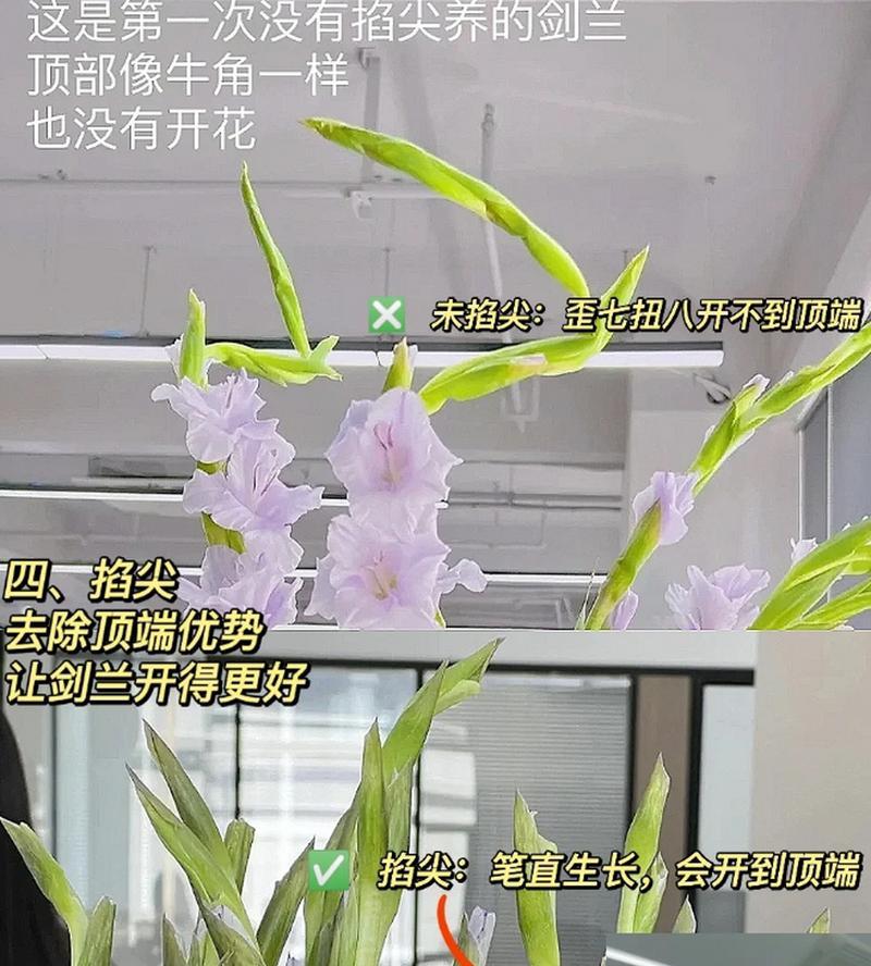 剑兰怎么水养？水养剑兰的正确方法是什么？