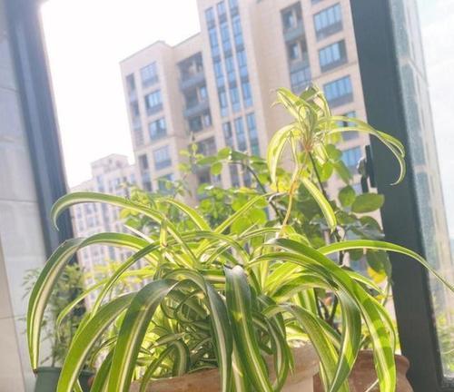 花卉干尖的原因及预防措施是什么？