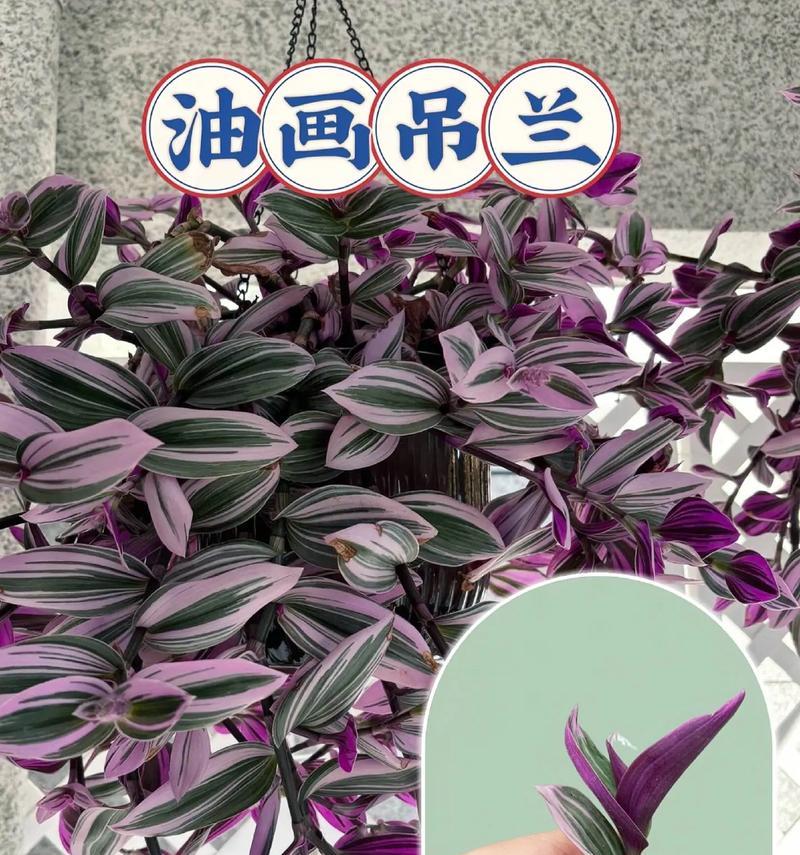 吊兰长虫了怎么处理？有哪些有效方法？