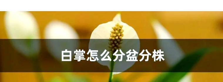 白掌分盆的最佳时机是什么时候？分盆后如何管理？