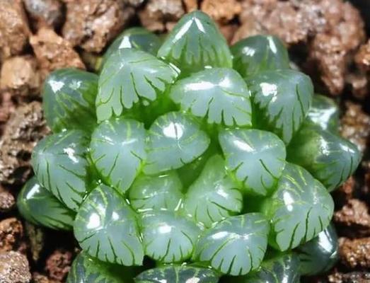 玉露长虫子了怎么办？有效处理玉露虫害的方法有哪些？