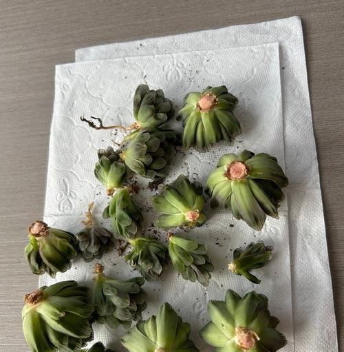玉露长虫子了怎么办？有效处理玉露虫害的方法有哪些？
