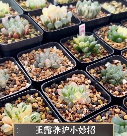 玉露长虫子了怎么办？有效处理玉露虫害的方法有哪些？