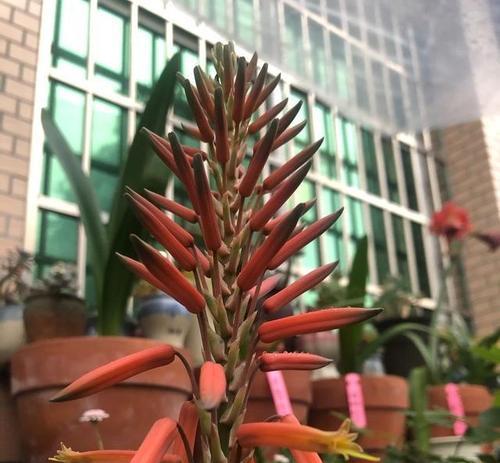 芦荟移栽到小花盆的正确步骤是什么？需要注意什么？