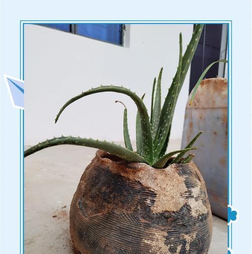 芦荟移栽到小花盆的正确步骤是什么？需要注意什么？