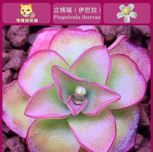 食虫花的养殖方法是什么？如何保证食虫花的捕虫效果？