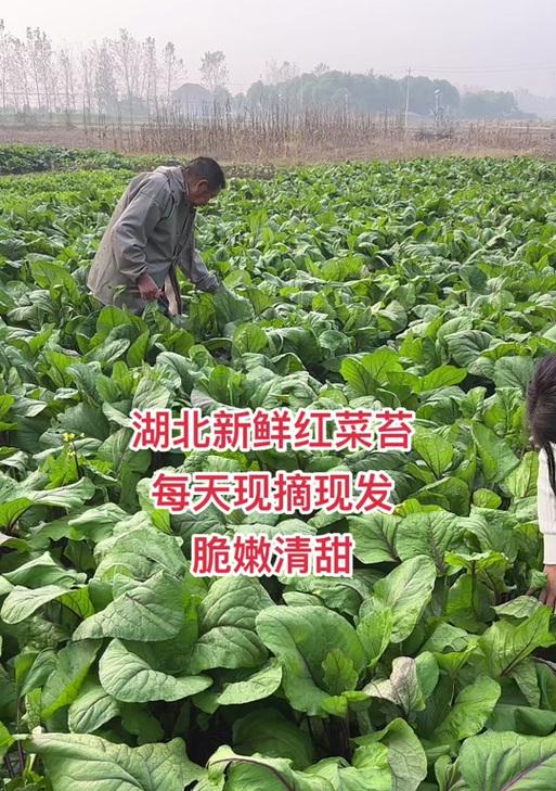 红菜苔秧苗盆栽怎么种？有哪些种植技巧？