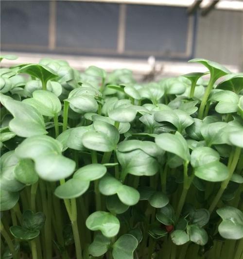 红菜苔秧苗盆栽怎么种？有哪些种植技巧？