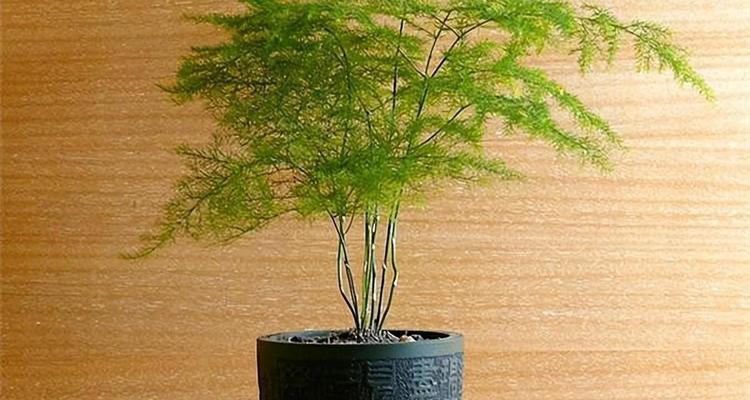 文竹修剪的正确方法是什么？修剪后如何促进生长？