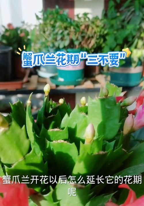 蟹爪兰开花季节是什么时候？如何延长花期？