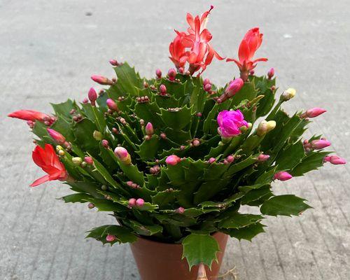 蟹爪兰开花季节是什么时候？如何延长花期？