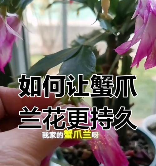 蟹爪兰开花季节是什么时候？如何延长花期？