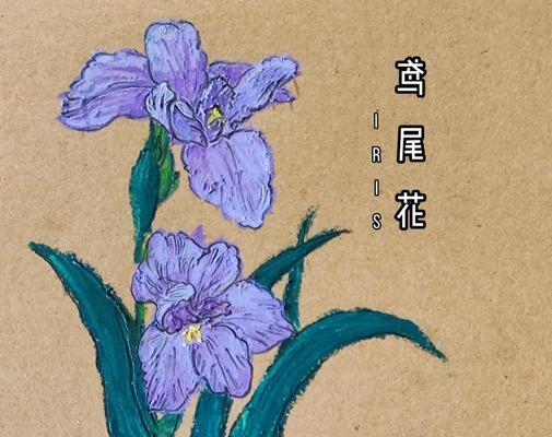 鸢尾花种植步骤是什么？如何确保其良好生长？