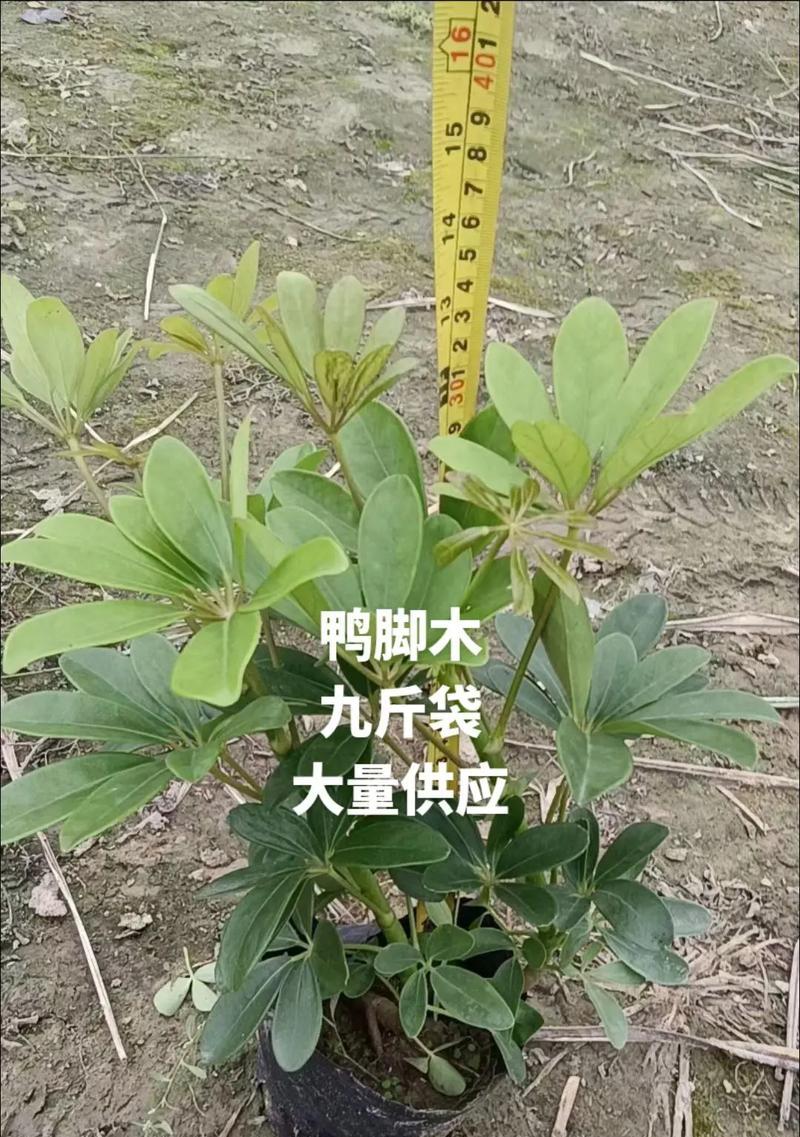 鸭脚木需要施什么肥？施肥的最佳时间和方法是什么？