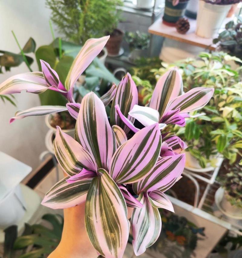 樱花吊兰的养殖技巧有哪些？如何让樱花吊兰长得更好？