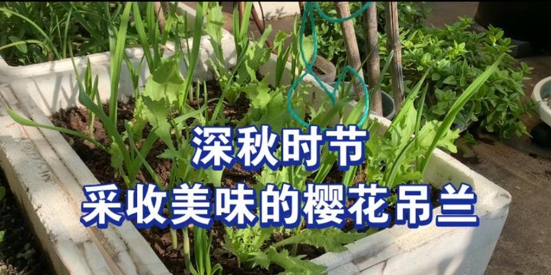 樱花吊兰的养殖技巧有哪些？如何让樱花吊兰长得更好？