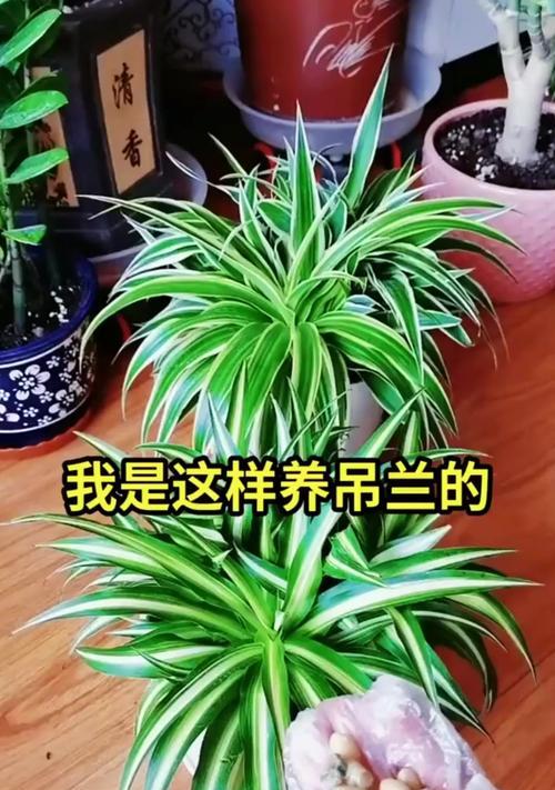 樱花吊兰的养殖技巧有哪些？如何让樱花吊兰长得更好？