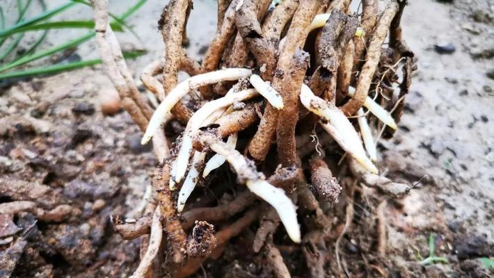 自制兰菌的方法是什么？自制兰菌对兰花生长有何益处？