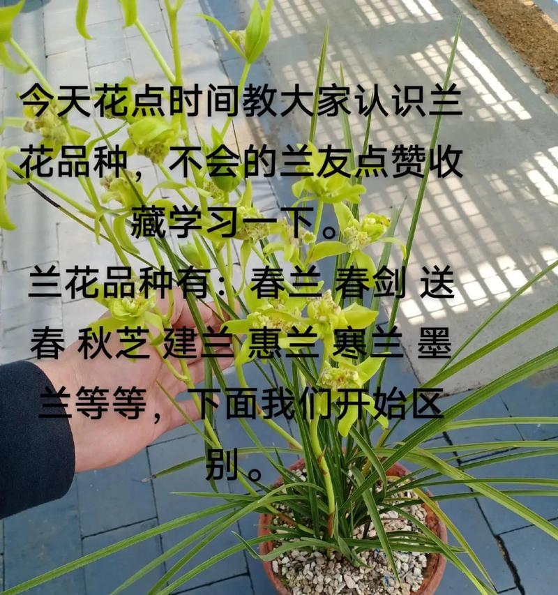 自制兰菌的方法是什么？自制兰菌对兰花生长有何益处？