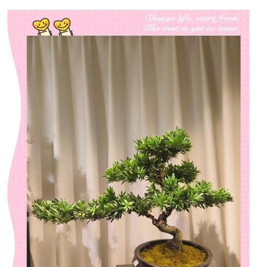 罗汉松苗木盆景的养护要点是什么？如何打造精品盆景？