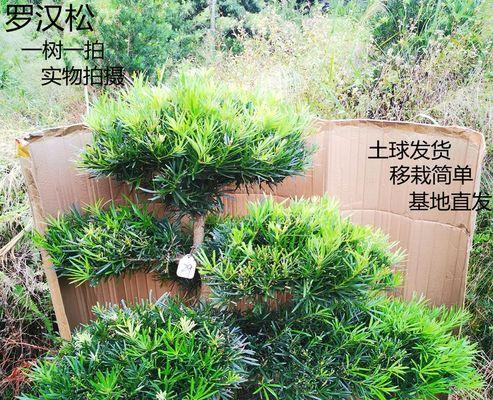 罗汉松苗木盆景的养护要点是什么？如何打造精品盆景？