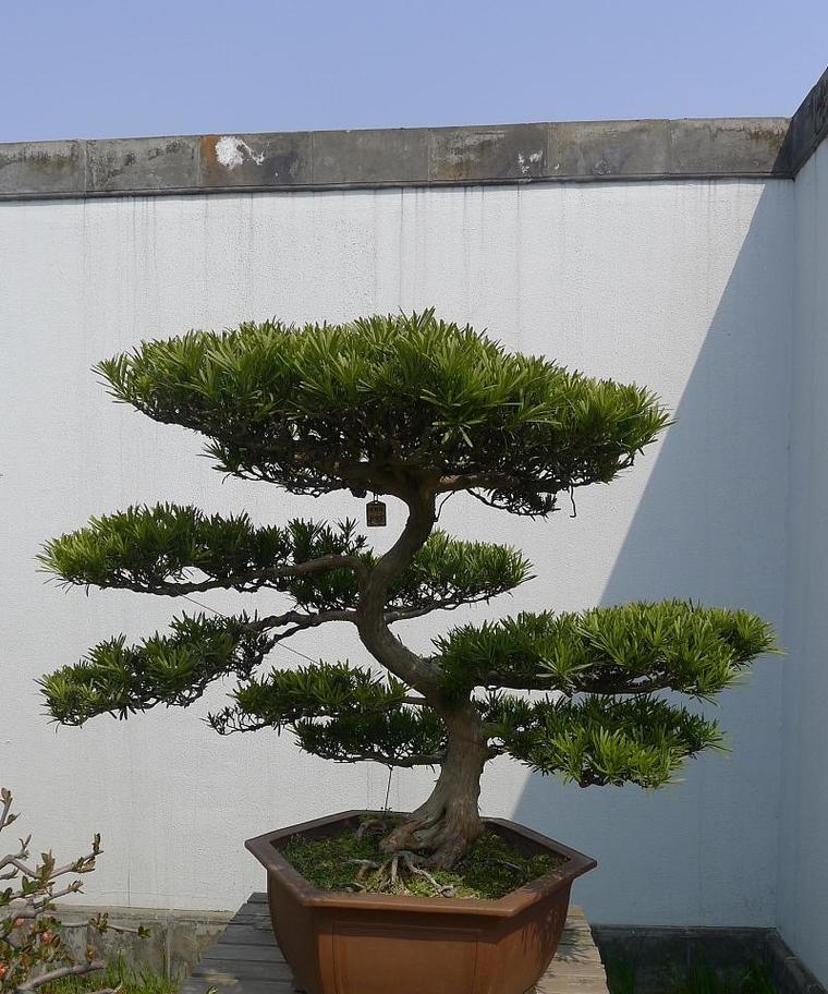 罗汉松苗木盆景的养护要点是什么？如何打造精品盆景？