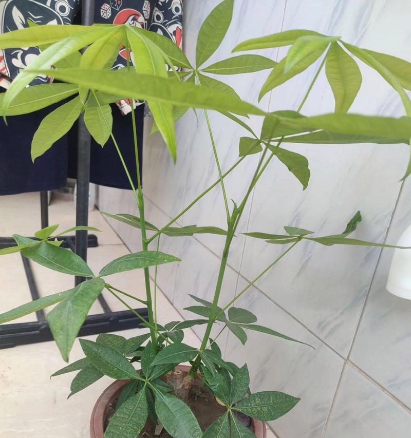 发财树剪枝方法是什么？如何正确剪枝发财树？