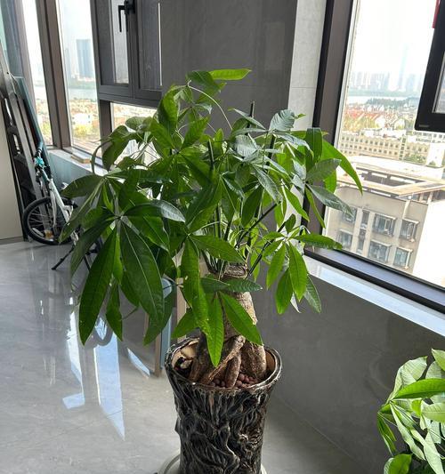 发财树剪枝方法是什么？如何正确剪枝发财树？