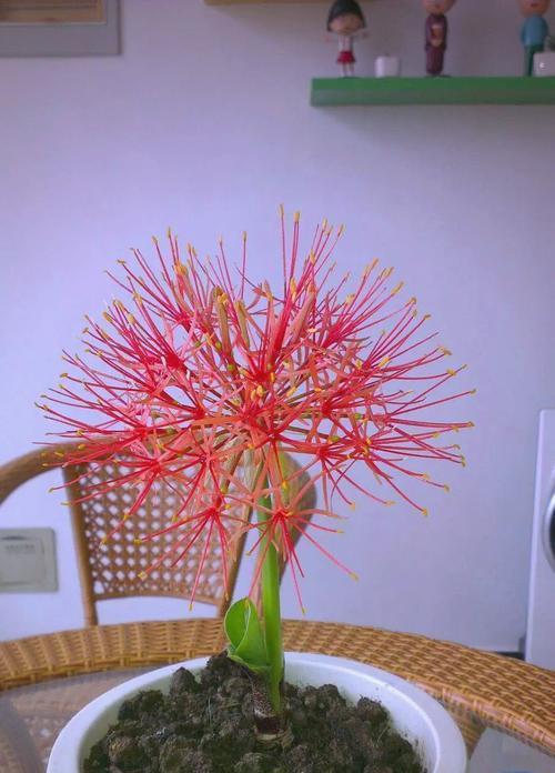 彼岸花种植技巧有哪些？如何确保高成活率？
