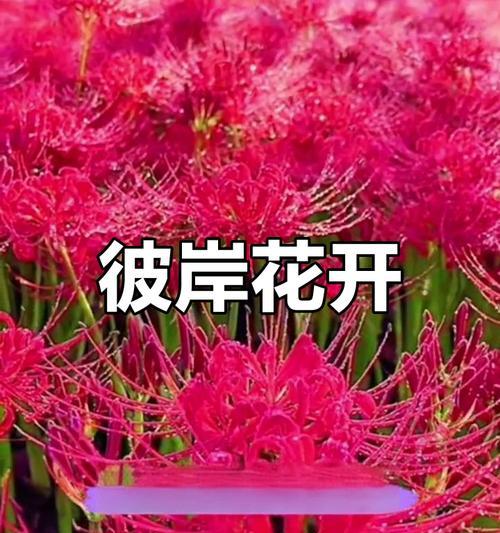 彼岸花种植技巧有哪些？如何确保高成活率？