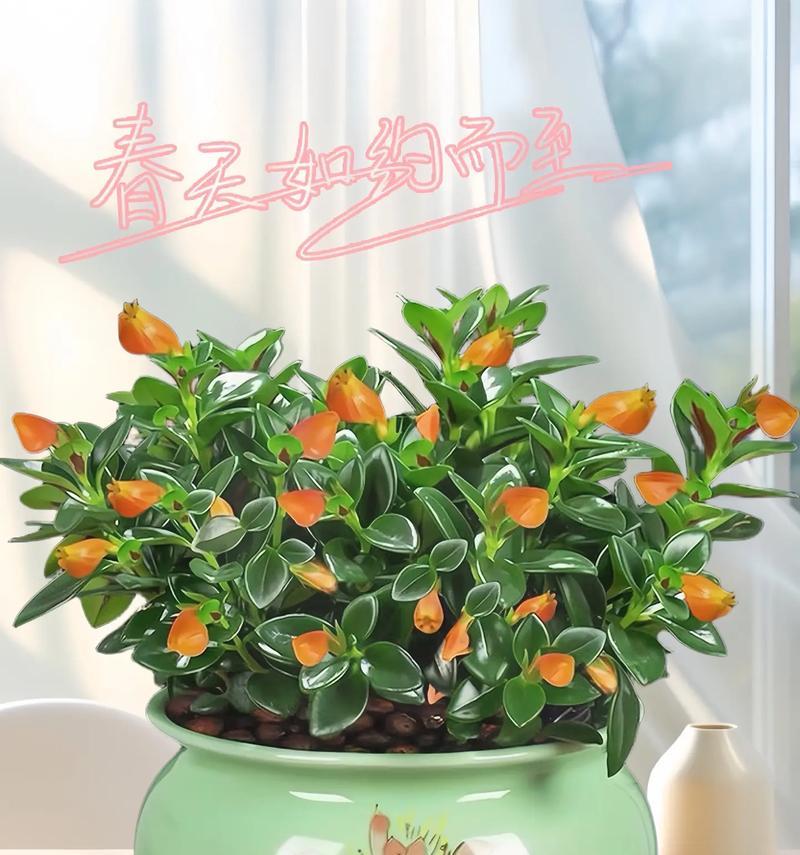 吊兰开花的含义及注意事项？