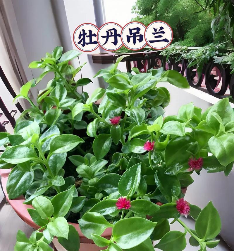 吊兰开花的含义及注意事项？