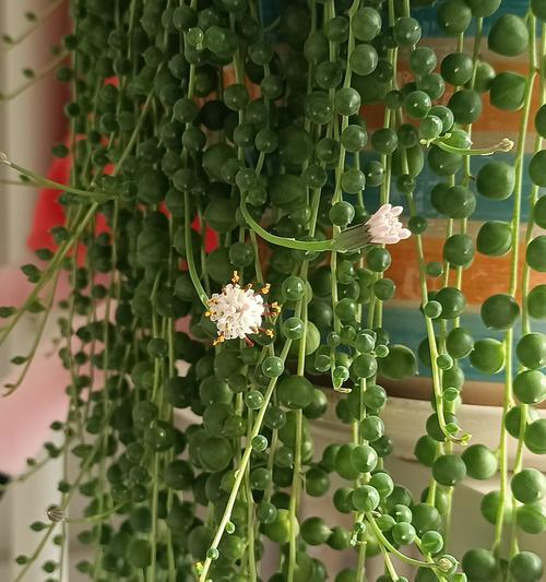 吊兰开花的含义及注意事项？
