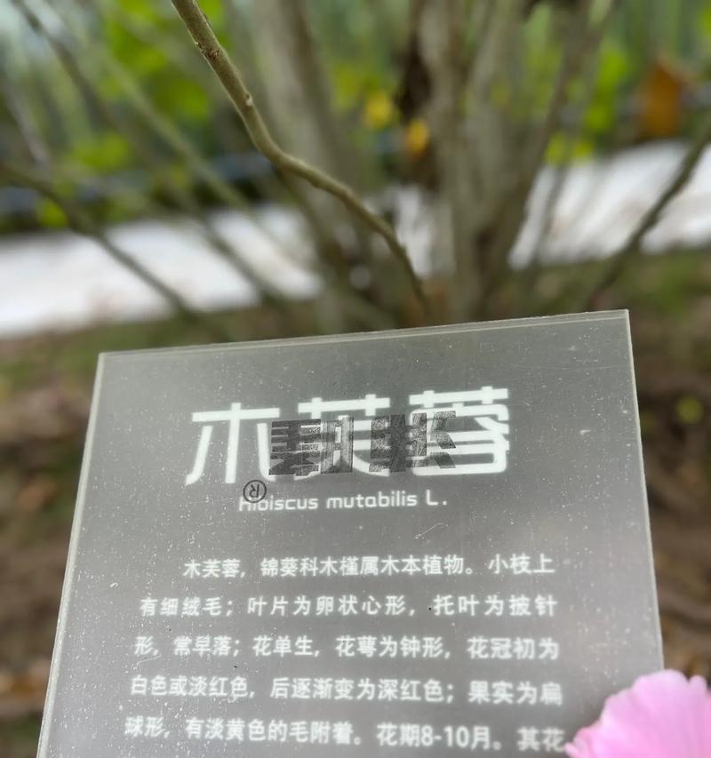 木芙蓉的花语是什么？木芙蓉的特性有哪些？