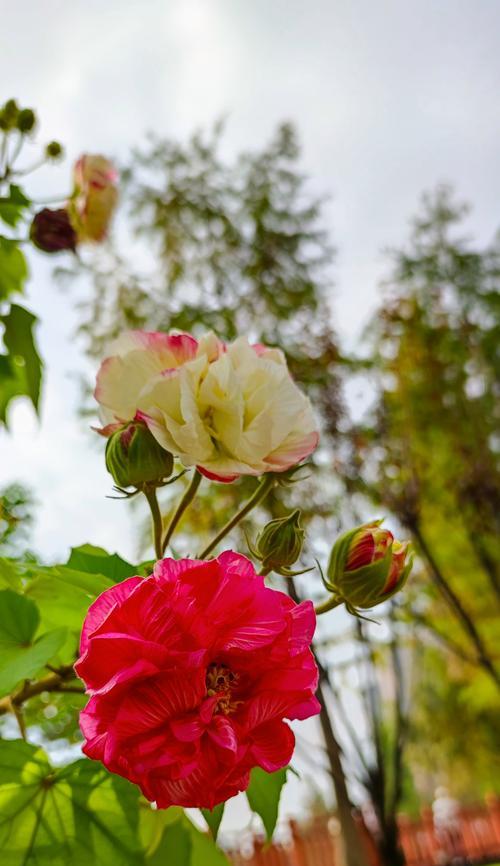 木芙蓉的花语是什么？木芙蓉的特性有哪些？
