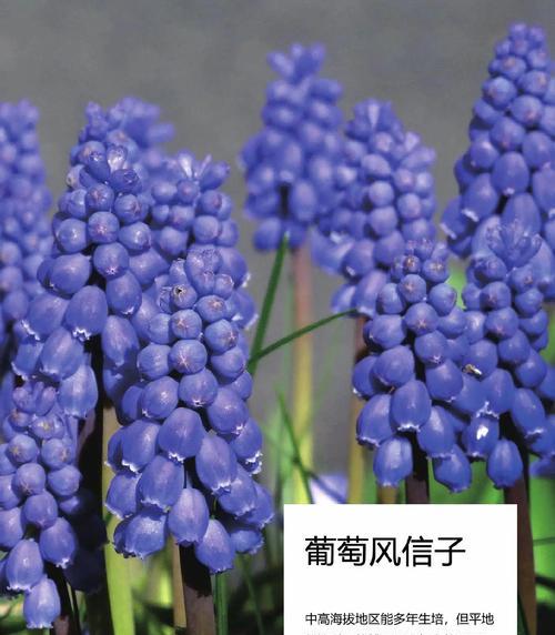 风信子种植的步骤是什么？风信子生长中应注意什么？
