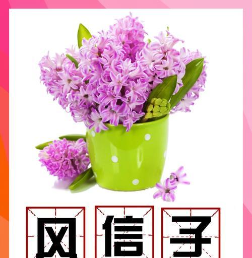 风信子种植的步骤是什么？风信子生长中应注意什么？