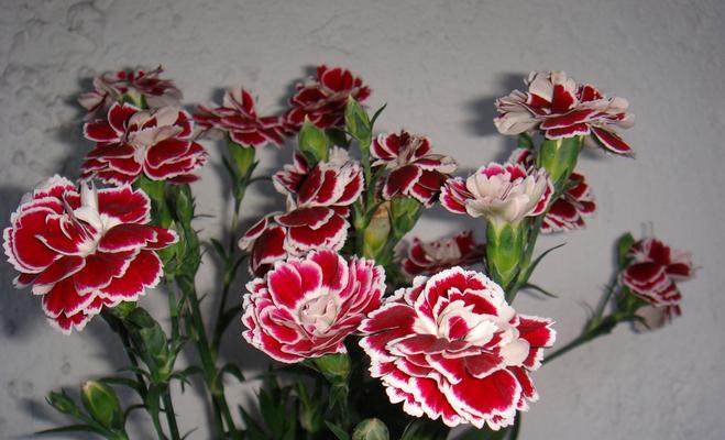 石竹花的养护要点是什么？如何防止植株枯萎？