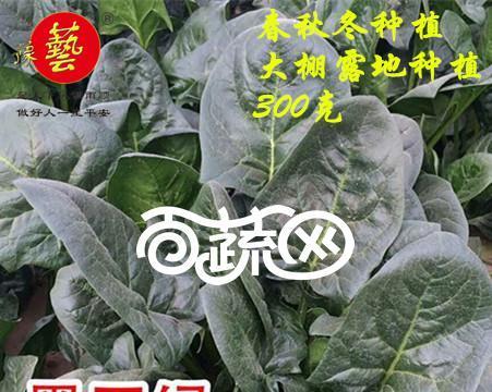 朱砂根种子如何保存？留种过程中应注意哪些问题？