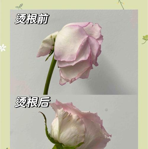 花蔫了应该怎么办？如何快速恢复花卉生机？