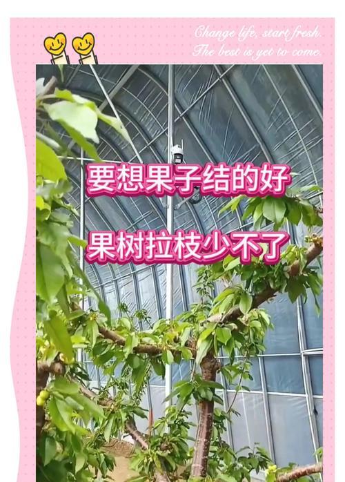 光棍树发枝的秘诀是什么？如何促进光棍树分枝？
