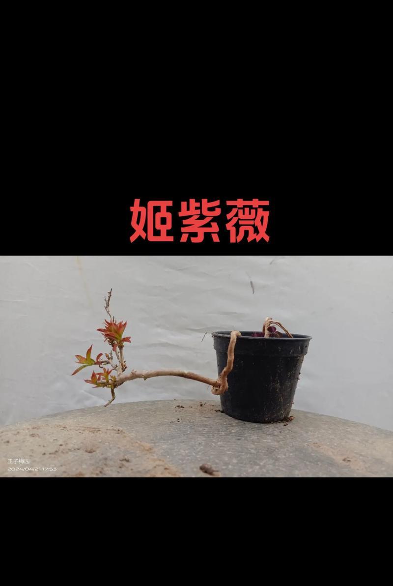 紫薇盆景如何养护？怎样才能保持其美观？