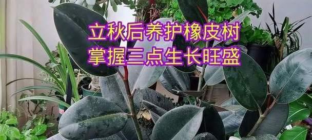 橡皮树生长缓慢的原因是什么？如何促进橡皮树快速生长？