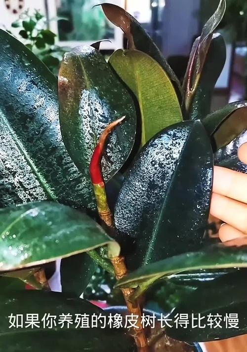 橡皮树生长缓慢的原因是什么？如何促进橡皮树快速生长？